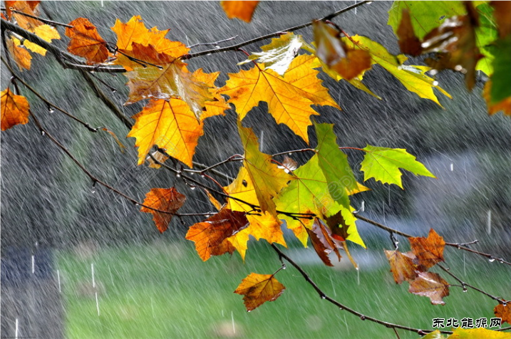 秋的雨