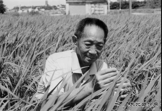 痛悼袁隆平