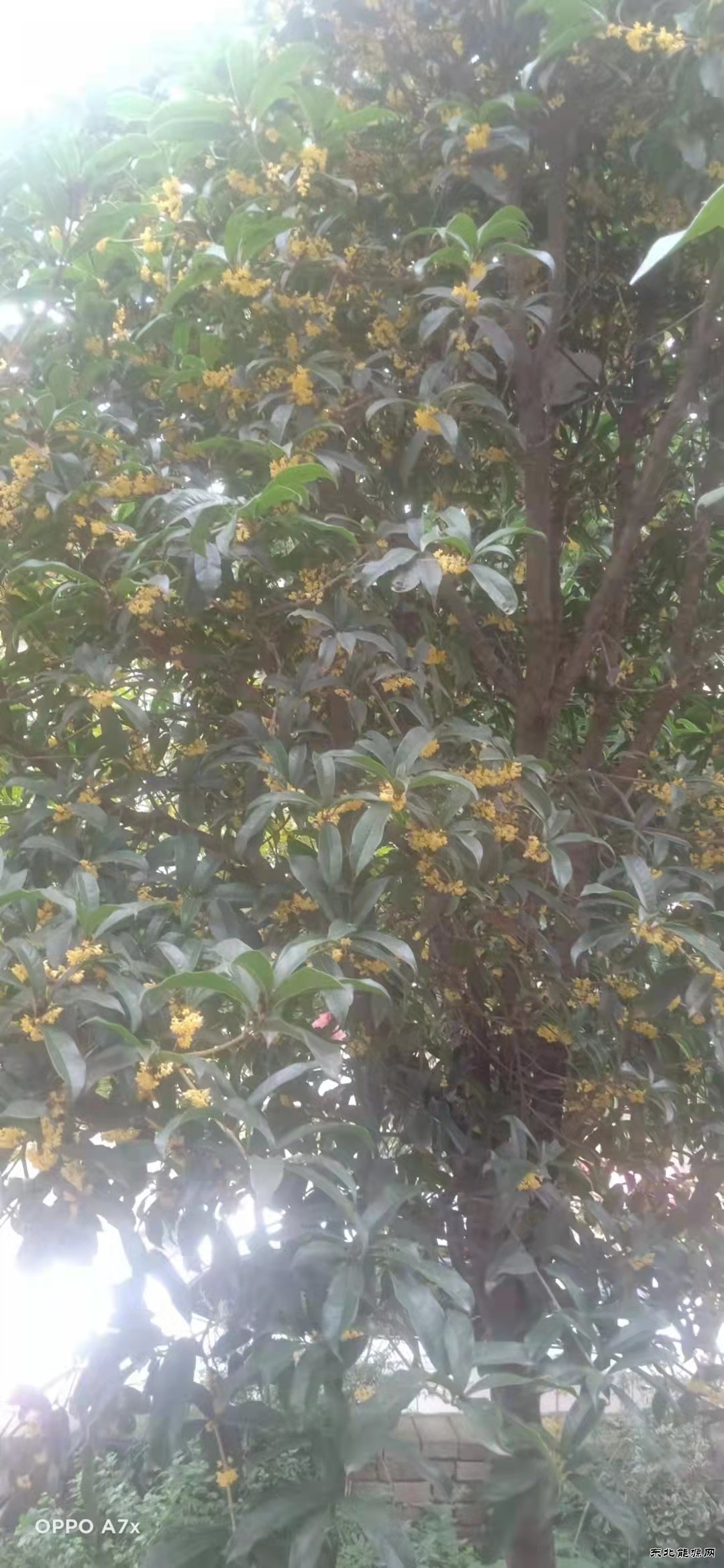 桂花飘香