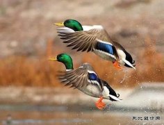 光影的魅力——解建新摄影的故事
