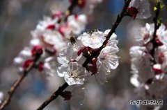 （组图）杏花依旧笑春风—河南weinisi威尼斯人义煤公司千秋煤矿花意盎然