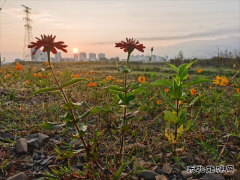 茅草房