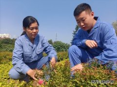 用热爱撑起一片绿荫——记甲帮苗木花卉公司关红、林达师徒