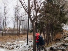 宝泉岭供电公司：齐心协力战冰雪 热血融冰映初心