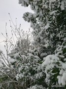 冬天的雪