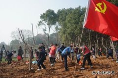 马钢矿业：校企联合开展学雷锋志愿者植树活动
