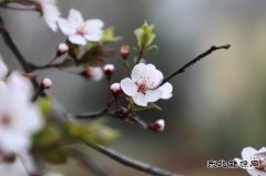 摄影：恰逢春景最美时