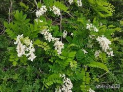 槐花麦饭