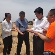 陕煤蒲白矿业：农光互补  “麦”向丰收
