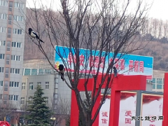 蒲白建庄矿业：喜鹊报喜春来到