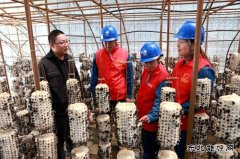 兴凯湖供电公司：“满格电力”助力小木耳变成致富“金耳朵”