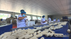 国网义县供电公司：助力乡村鲜食玉米产业振兴